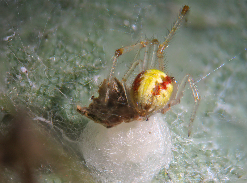 Theridion cf. varians